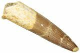 Fossil Plesiosaur (Zarafasaura) Tooth - Morocco #296332-1
